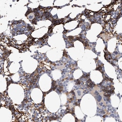 Invitrogen Spectrin alpha-1 Polyclonal Antibody 100 &mu;L; Unconjugated:Antibodies,
