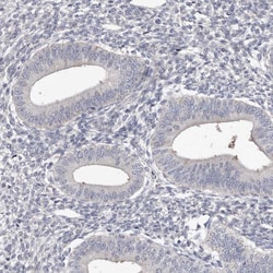 Invitrogen Spectrin alpha-1 Polyclonal Antibody 100 &mu;L; Unconjugated:Antibodies,