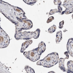 Invitrogen Spectrin alpha-1 Polyclonal Antibody 100 &mu;L; Unconjugated:Antibodies,