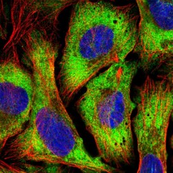 Invitrogen eIF4G Polyclonal Antibody 100 &mu;L; Unconjugated:Antibodies,