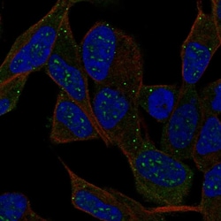 Invitrogen IPCEF1 Polyclonal Antibody 100 &mu;L; Unconjugated:Antibodies,