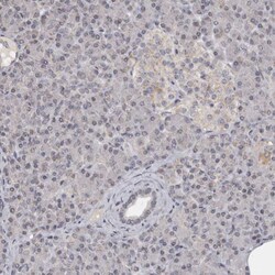 Invitrogen MOGAT2 Polyclonal Antibody 100 &mu;L; Unconjugated:Antibodies,