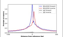 Invitrogen BHLHE40 Polyclonal Antibody 100 &mu;L | Buy Online | Invitrogen&trade; | Fisher Scientific