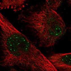 Invitrogen BHLHE40 Polyclonal Antibody 100 &mu;L; Unconjugated:Antibodies,