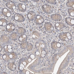 Invitrogen BHLHE40 Polyclonal Antibody 100 &mu;L; Unconjugated:Antibodies,
