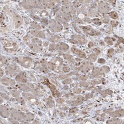 Invitrogen BHLHE40 Polyclonal Antibody 100 &mu;L; Unconjugated:Antibodies,