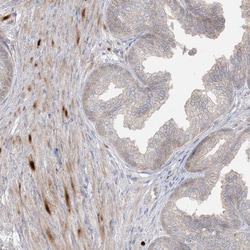 Invitrogen BHLHE40 Polyclonal Antibody 100 &mu;L; Unconjugated:Antibodies,