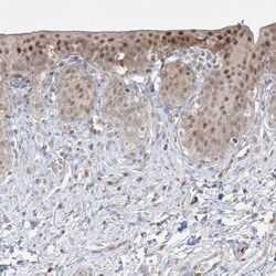 Invitrogen BHLHE40 Polyclonal Antibody 100 &mu;L; Unconjugated:Antibodies,