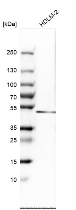 Invitrogen BHLHE40 Polyclonal Antibody 100 &mu;L | Buy Online | Invitrogen&trade; | Fisher Scientific