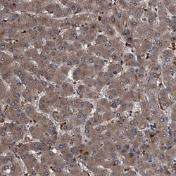 Invitrogen MAPKAP1 Polyclonal Antibody 100 &mu;L; Unconjugated:Antibodies,