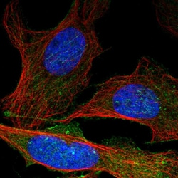 Invitrogen SEPT5 Polyclonal Antibody 100 &mu;L; Unconjugated:Antibodies,