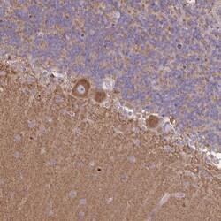 Invitrogen SEPT5 Polyclonal Antibody 100 &mu;L; Unconjugated:Antibodies,