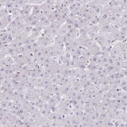 Invitrogen SEPT5 Polyclonal Antibody 100 &mu;L; Unconjugated:Antibodies,