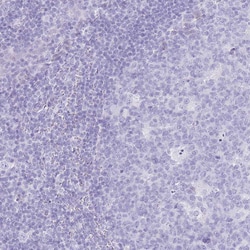 Invitrogen LYAG Polyclonal Antibody 100 &mu;L; Unconjugated:Antibodies,