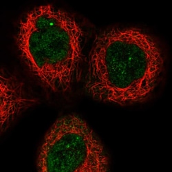 Apolipoprotein L6 Polyclonal Antibody:Antibodies, Polyclonal