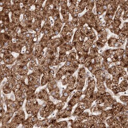 Apolipoprotein L6 Polyclonal Antibody:Antibodies, Polyclonal