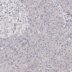 Apolipoprotein L6 Polyclonal Antibody:Antibodies, Polyclonal
