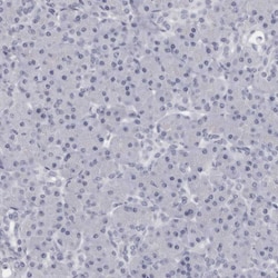 Invitrogen Granzyme H Polyclonal Antibody 100 &mu;L; Unconjugated:Antibodies,