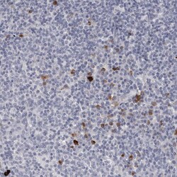 Invitrogen Granzyme H Polyclonal Antibody 100 &mu;L; Unconjugated:Antibodies,
