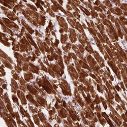 Invitrogen MLIP Polyclonal Antibody 100 &mu;L; Unconjugated:Antibodies,