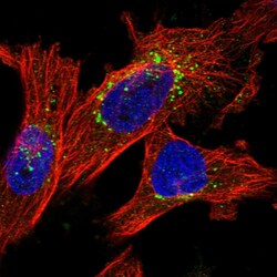 Invitrogen ITM2B Polyclonal Antibody 100 &mu;L; Unconjugated:Antibodies,
