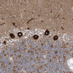Invitrogen ITM2B Polyclonal Antibody 100 &mu;L; Unconjugated:Antibodies,