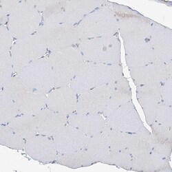 Invitrogen ITM2B Polyclonal Antibody 100 &mu;L; Unconjugated:Antibodies,