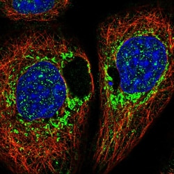 Invitrogen DAP Polyclonal Antibody 100 &mu;L; Unconjugated:Antibodies,
