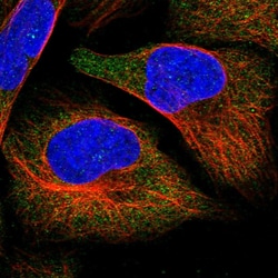 Invitrogen APEH Polyclonal Antibody 100 &mu;L; Unconjugated:Antibodies,