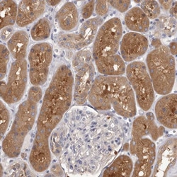 Invitrogen APEH Polyclonal Antibody 100 &mu;L; Unconjugated:Antibodies,