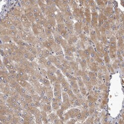 Invitrogen APEH Polyclonal Antibody 100 &mu;L; Unconjugated:Antibodies,