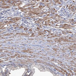 Invitrogen SMS Polyclonal Antibody 100 &mu;L; Unconjugated:Antibodies,