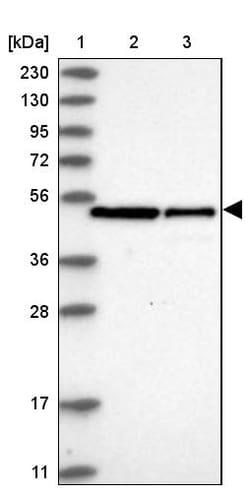 Invitrogen SMS Polyclonal Antibody 100 &mu;L; Unconjugated:Antibodies,