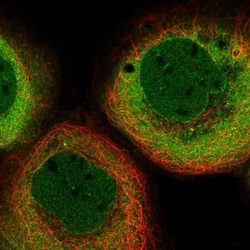 Invitrogen KPNB1 Polyclonal Antibody 100 &mu;L; Unconjugated:Antibodies,