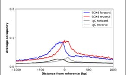 Invitrogen SOX4 Polyclonal Antibody 100 &mu;L; Unconjugated:Antikörper