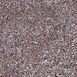 Invitrogen NuMA Polyclonal Antibody 100 &mu;L; Unconjugated:Antibodies,