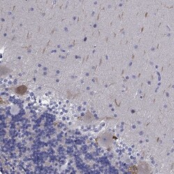 Invitrogen PLXNA4 Polyclonal Antibody 100 &mu;L; Unconjugated:Antibodies,