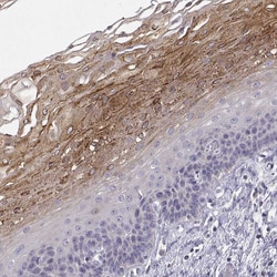 Invitrogen ERO1L Polyclonal Antibody 100 &mu;L; Unconjugated:Antibodies,