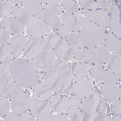 Invitrogen ERO1L Polyclonal Antibody 100 &mu;L; Unconjugated:Antibodies,