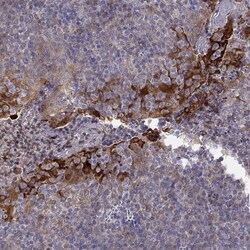 Invitrogen ERO1L Polyclonal Antibody 100 &mu;L; Unconjugated:Antibodies,