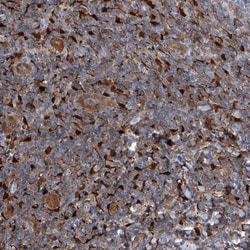 SERPINB9 Polyclonal Antibody:Antibodies, Polyclonal