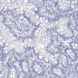 Invitrogen Filaggrin Polyclonal Antibody 100 &mu;L; Unconjugated:Antibodies,