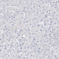Invitrogen Filaggrin Polyclonal Antibody 100 &mu;L; Unconjugated:Antibodies,
