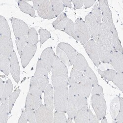 Invitrogen MX2 Polyclonal Antibody 100 &mu;L; Unconjugated:Antibodies,