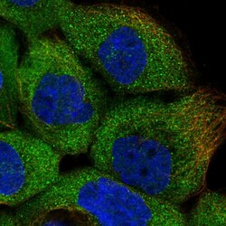 Invitrogen ERK3 Polyclonal Antibody 100 &mu;L; Unconjugated:Antibodies,