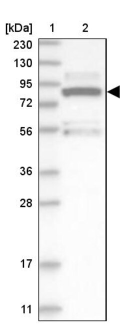 Invitrogen ERK3 Polyclonal Antibody 100 &mu;L | Buy Online | Invitrogen&trade; | Fisher Scientific