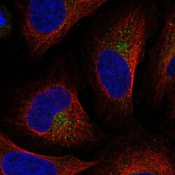 Invitrogen UFD1L Polyclonal Antibody 100 &mu;L; Unconjugated:Antibodies,