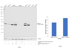Galectin 8 Polyclonal Antibody:Antibodies, Polyclonal