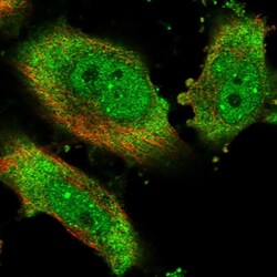 Invitrogen eIF4H Polyclonal Antibody 100 &mu;L; Unconjugated:Antibodies,