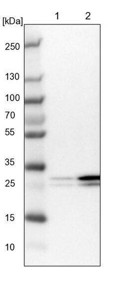 Invitrogen eIF4H Polyclonal Antibody 100 &mu;L; Unconjugated:Antibodies,